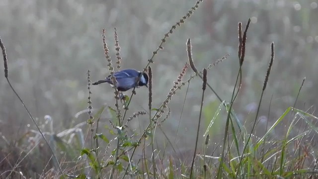 Cinereous Tit - ML613677120