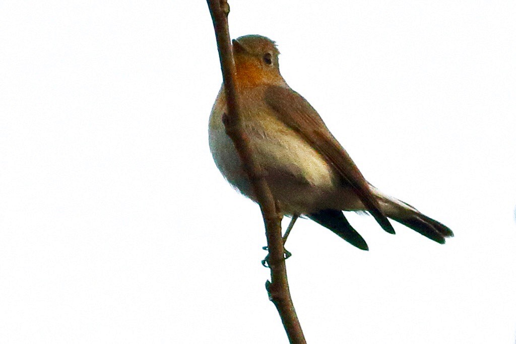 Red-breasted Flycatcher - ML613677121