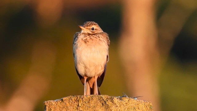 Paddyfield Pipit - ML613677132