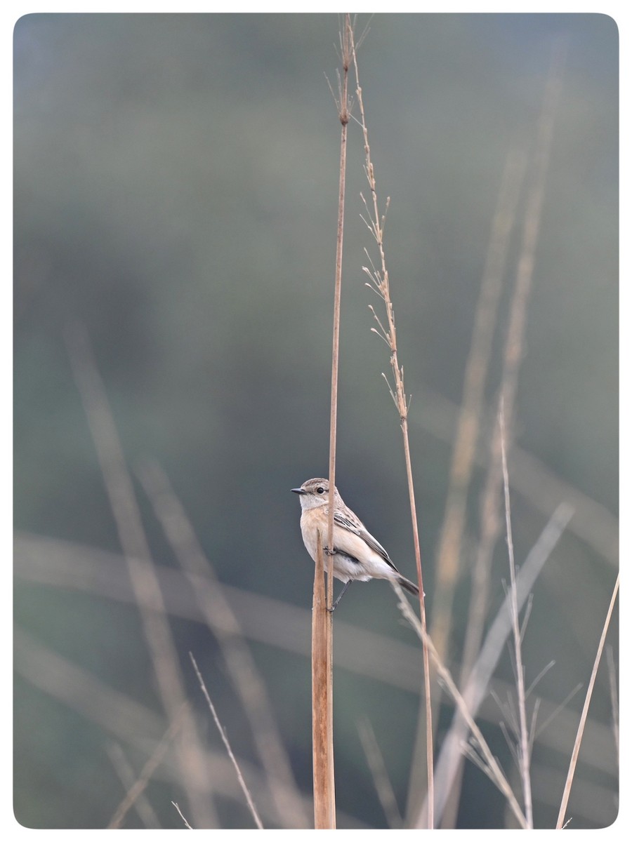 Siberian Stonechat - Praveen Baddi