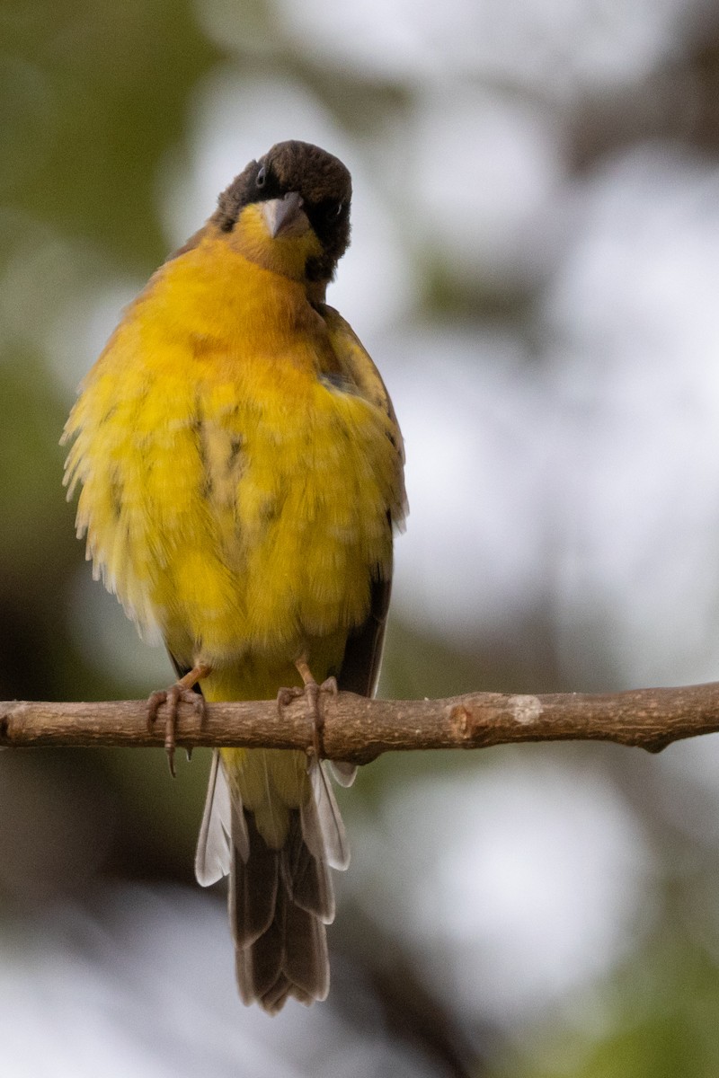 Black-headed Bunting - ML613677176