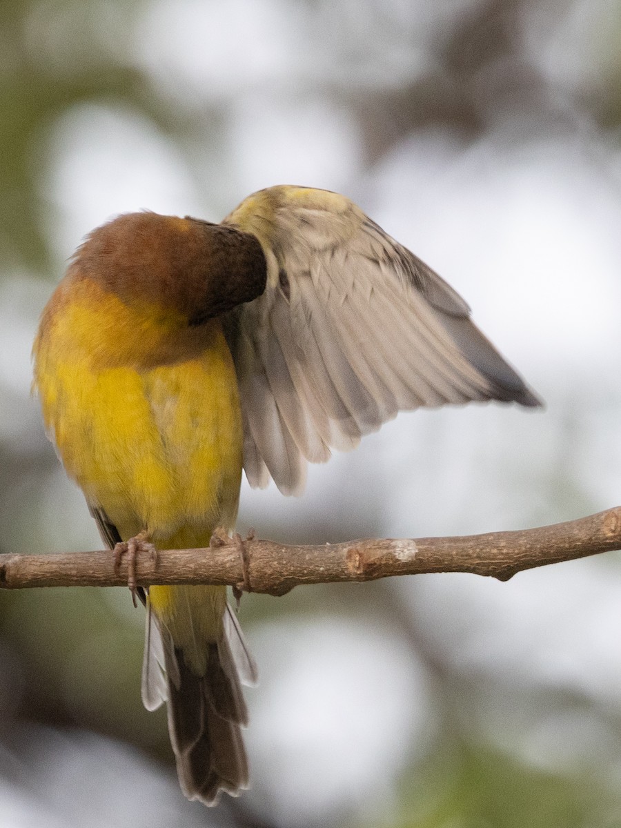 Black-headed Bunting - ML613677178