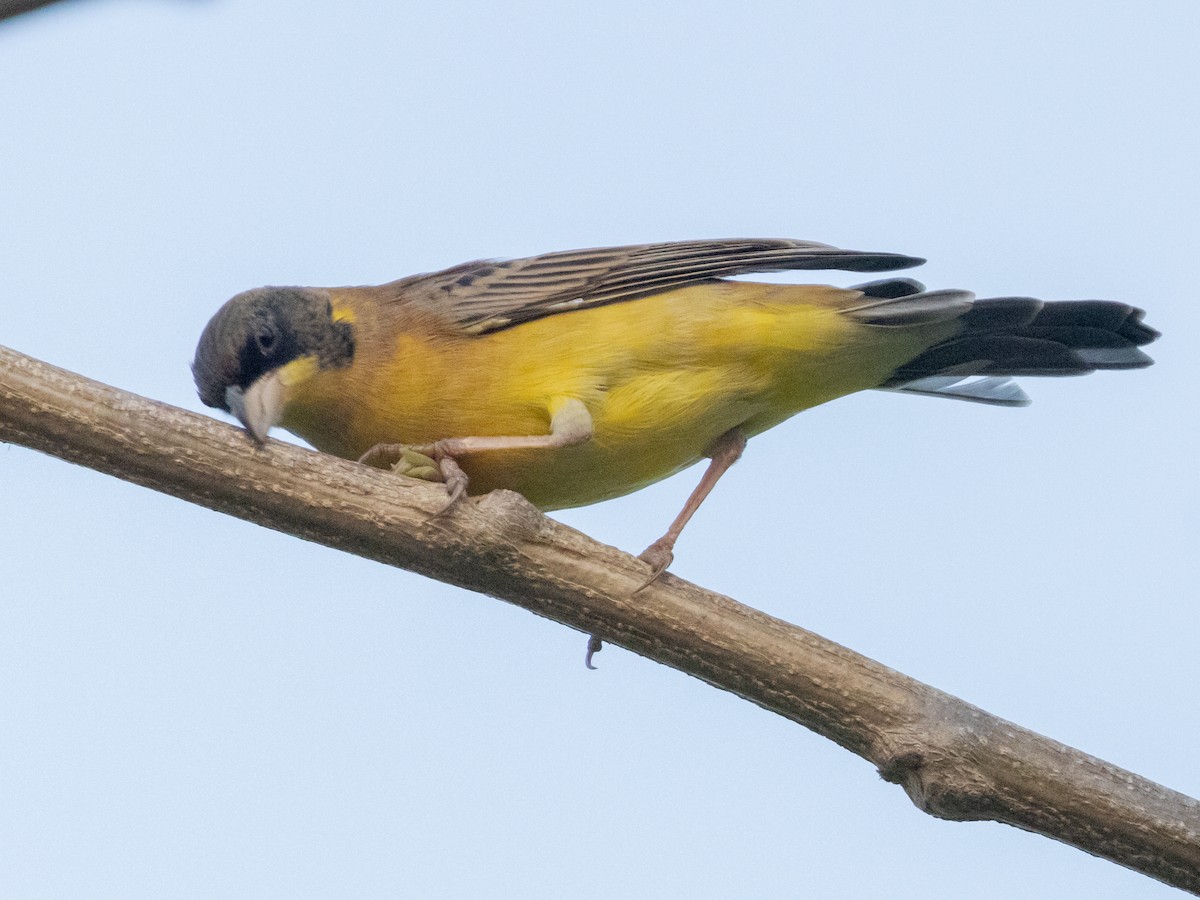 Black-headed Bunting - ML613677182