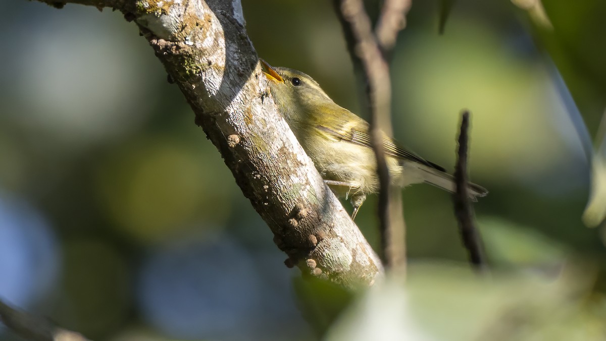 Hume's Warbler - ML613677205