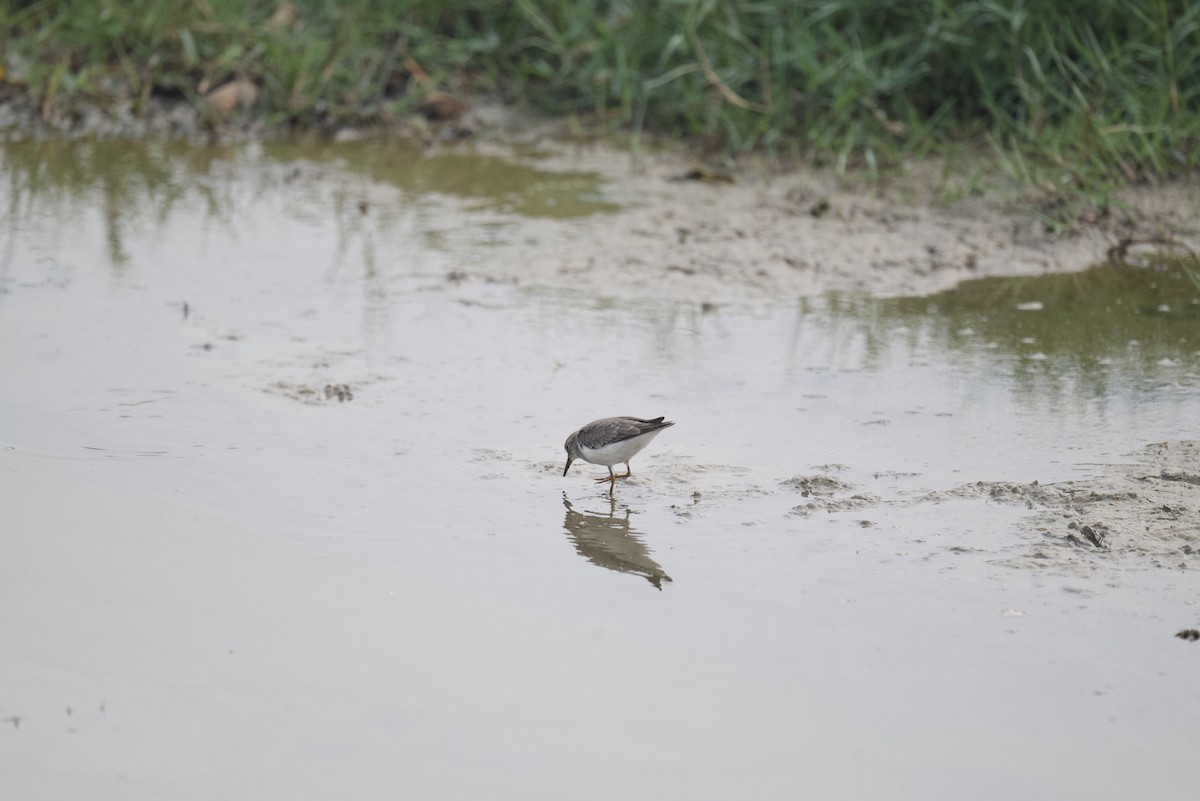 Temminck's Stint - ML613677221