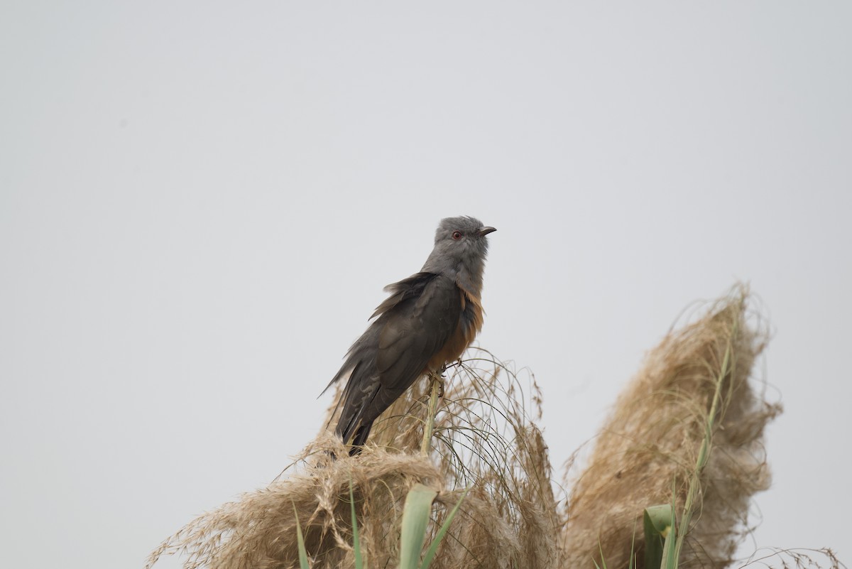 Plaintive Cuckoo - Rahul Panda