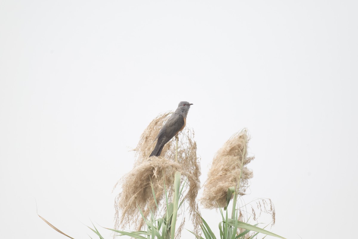 Plaintive Cuckoo - ML613677247