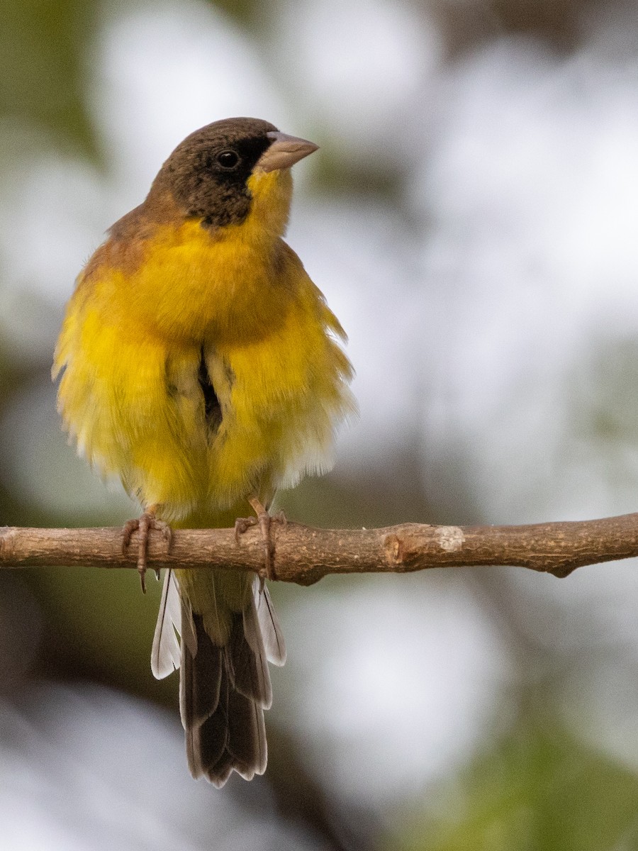 Black-headed Bunting - Niroshan Silva