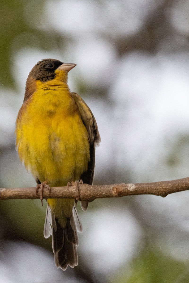 Black-headed Bunting - ML613677270