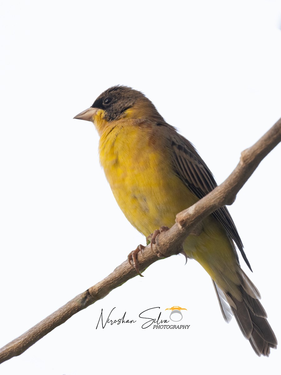 Black-headed Bunting - ML613677309