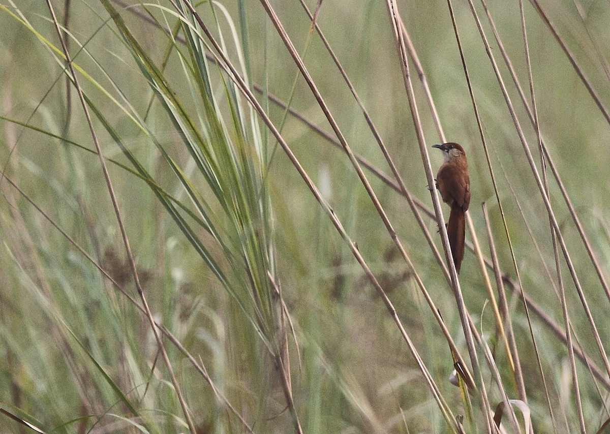 Slender-billed Babbler - Krishnan Sivasubramanian