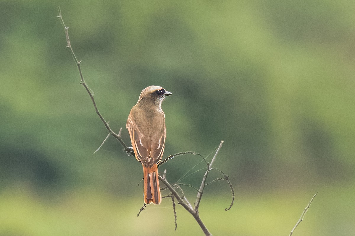 Baird's Flycatcher - ML613677361