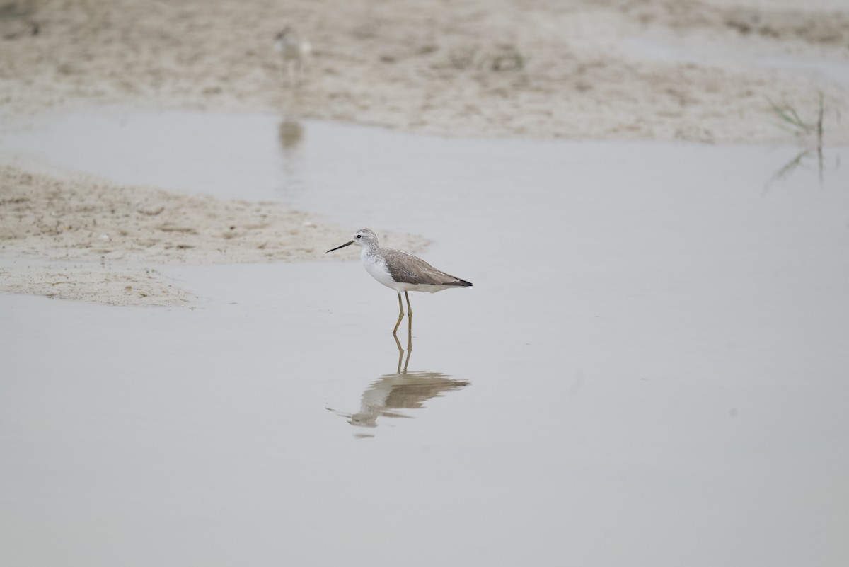 Marsh Sandpiper - Rahul Panda