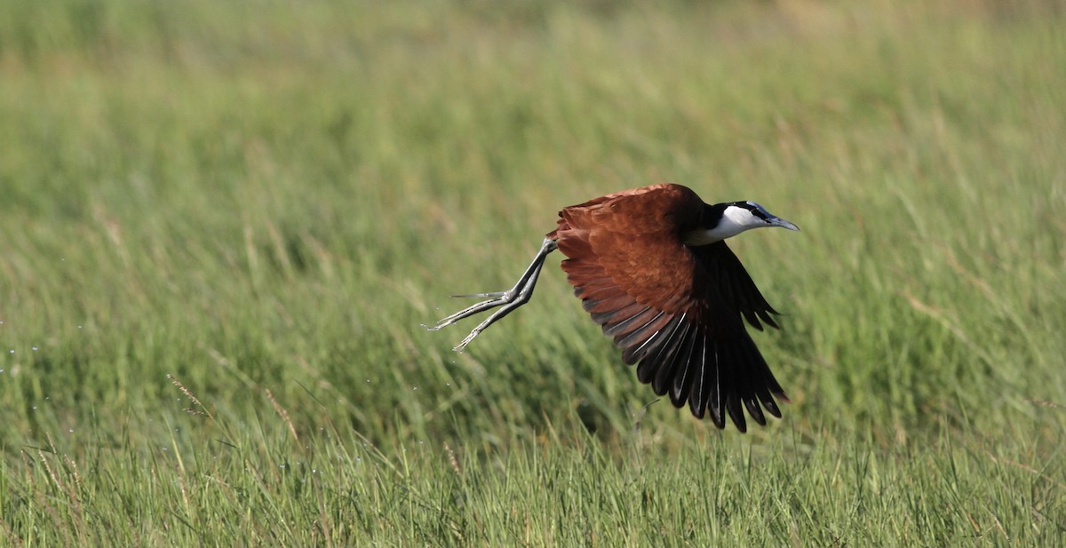 African Jacana - Anabel&Geoff Harries