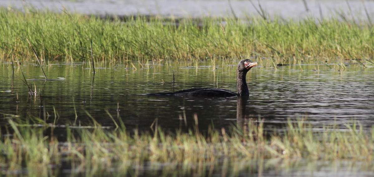 Cormorán Africano - ML613677452