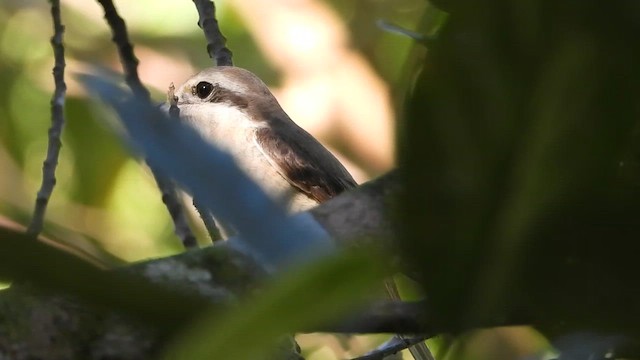 Pie-grièche brune - ML613677471