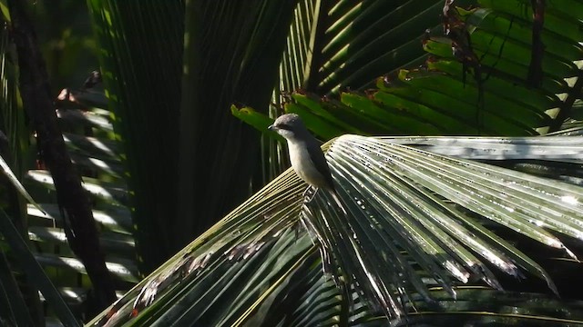 Brown Shrike - ML613677476