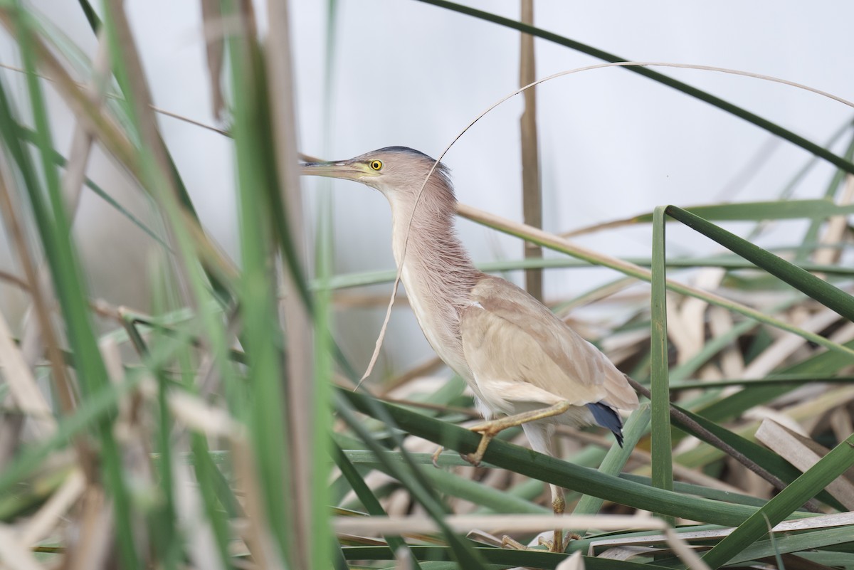 Yellow Bittern - Rahul Panda