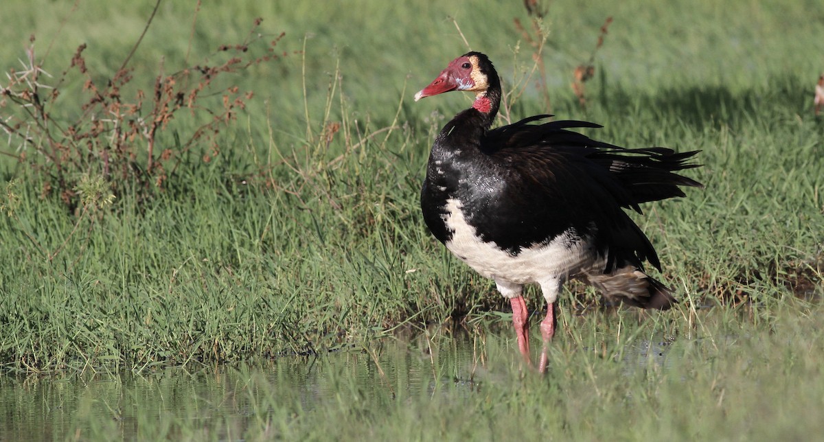 Spur-winged Goose - Anabel&Geoff Harries