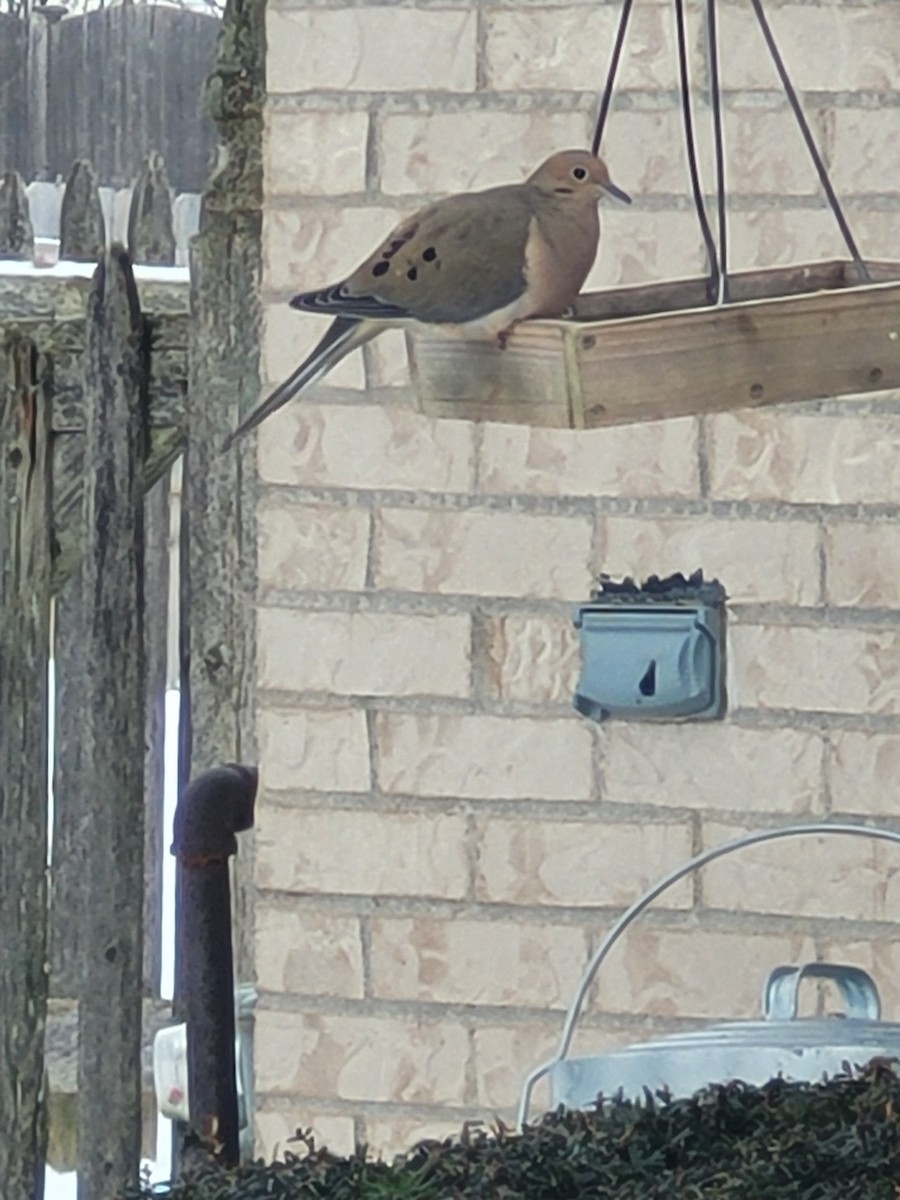 Mourning Dove - ML613677533