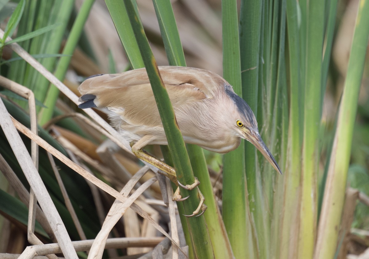 Yellow Bittern - Rahul Panda