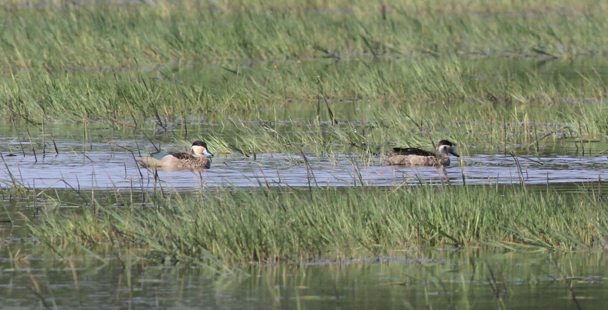 Blue-billed Teal - ML613677559