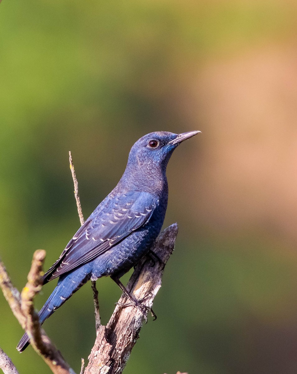 Blue Rock-Thrush - Samim Akhter