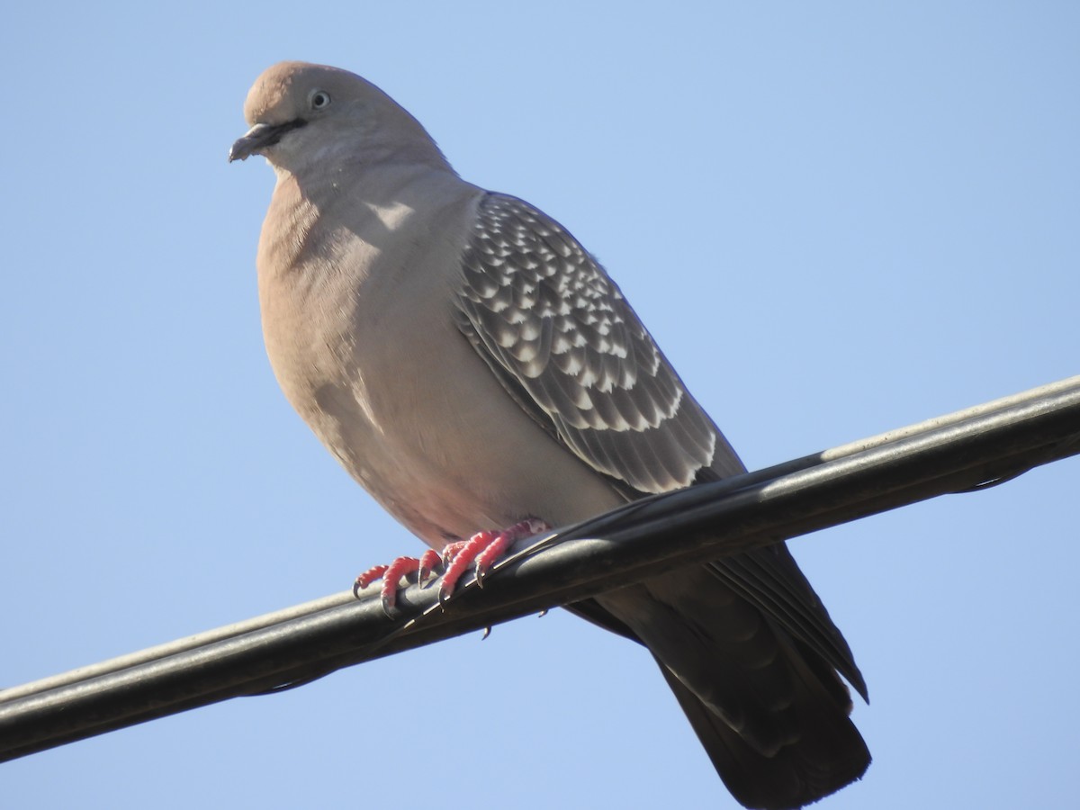 Spot-winged Pigeon - ML613677609