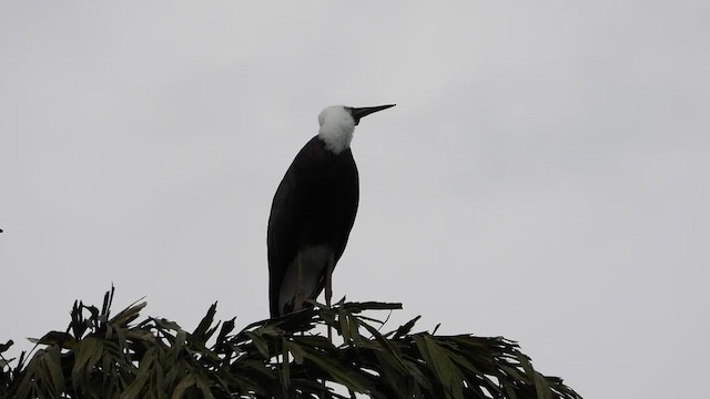 Asian Woolly-necked Stork - ML613677642