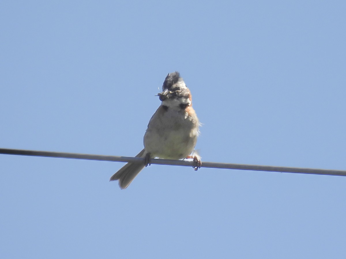 Rufous-collared Sparrow - ML613677650