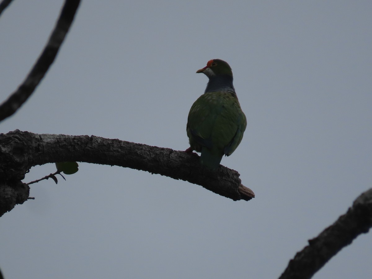 Orange-fronted Fruit-Dove - Ute Langner