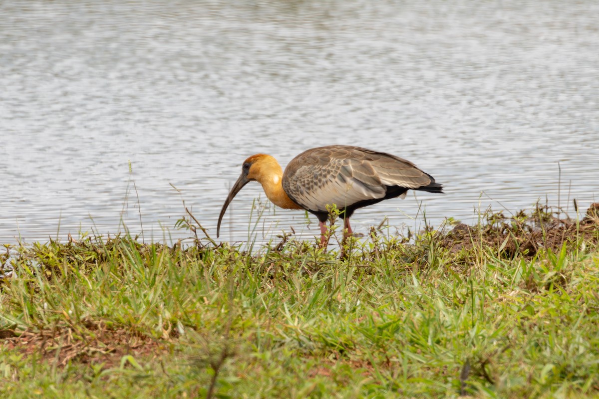 Buff-necked Ibis - Gustavo Dallaqua