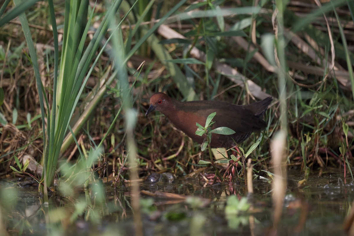 Ruddy-breasted Crake - ML613677695