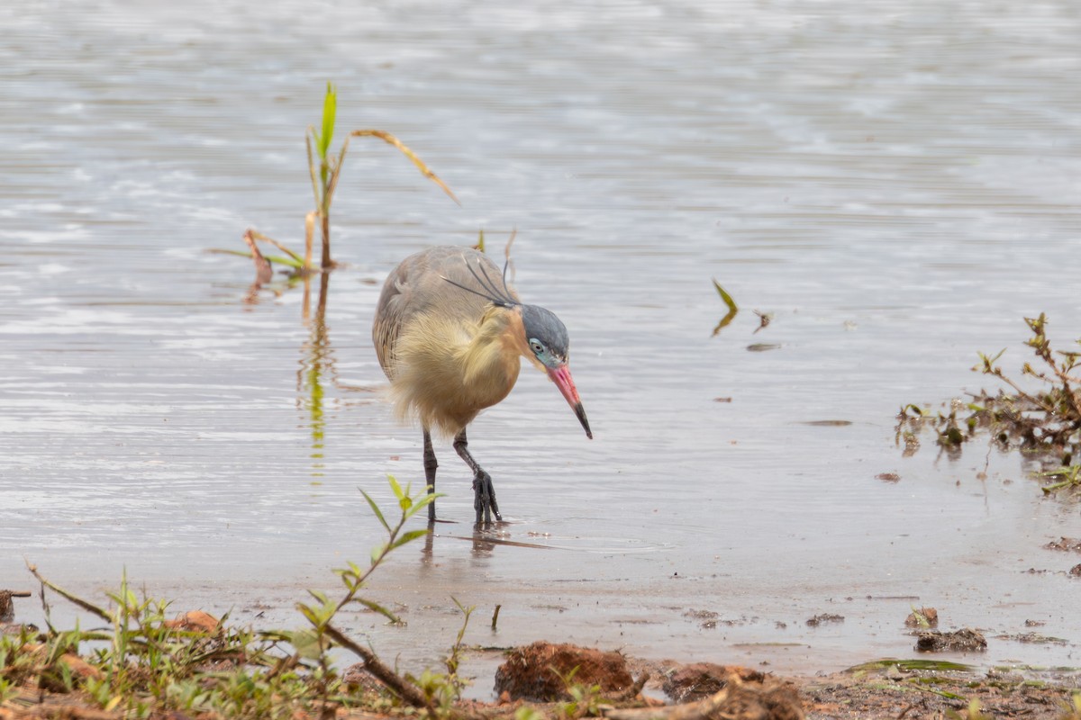 Whistling Heron - Gustavo Dallaqua