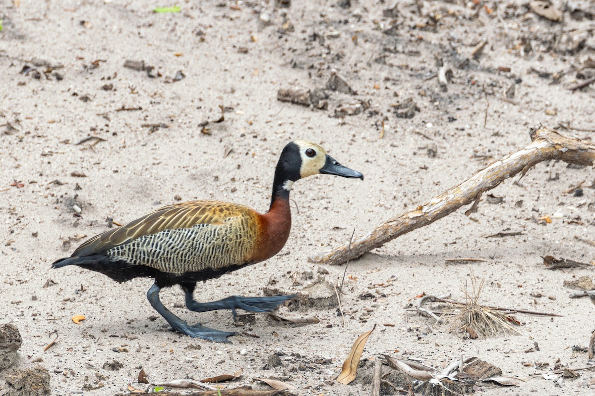 White-faced Whistling-Duck - ML613677703