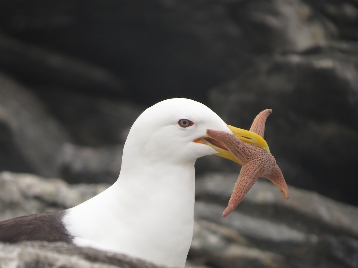 Kelp Gull - Guisella  Paredes Santana