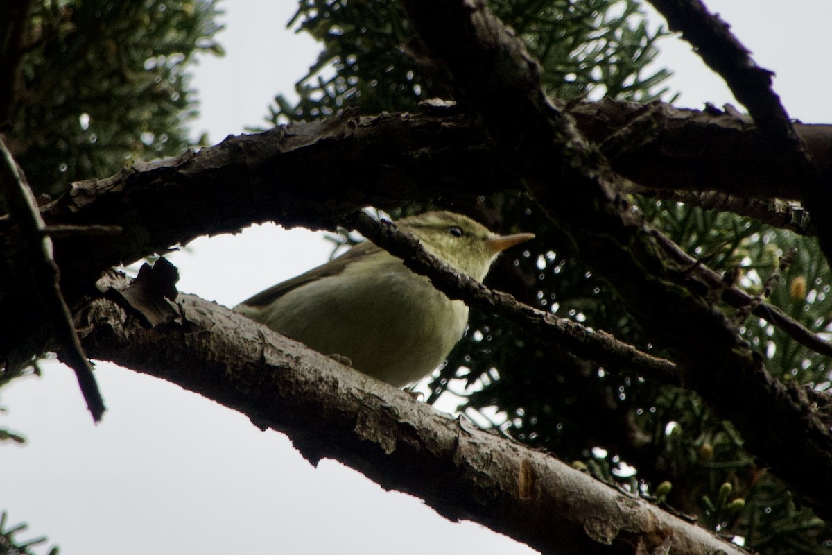 Blyth's Reed Warbler - ML613677759