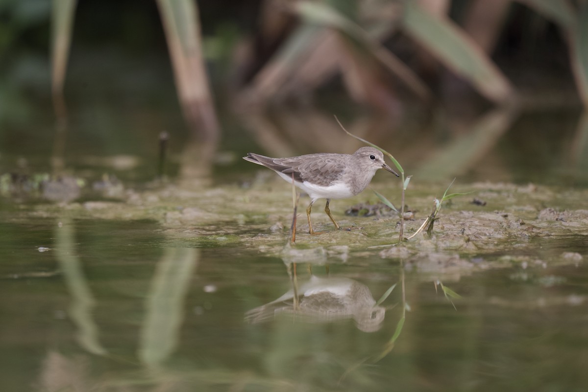 Temminck's Stint - ML613677808