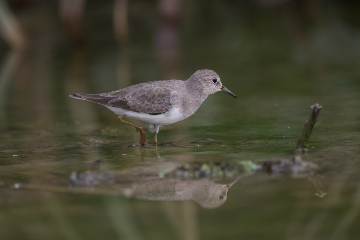 Temminck's Stint - ML613677809