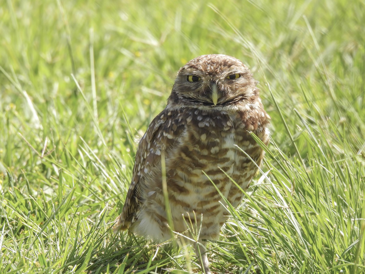 Burrowing Owl - ML613677827