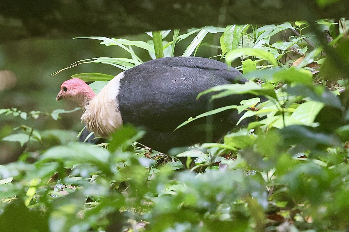 White-breasted Guineafowl - ML613677841