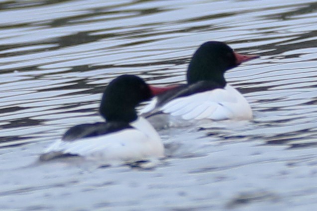 Common Merganser - ML613677890