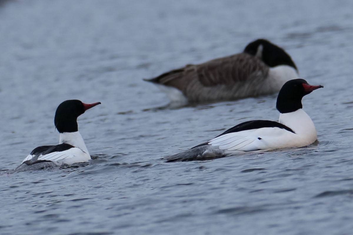 Common Merganser - ML613677896