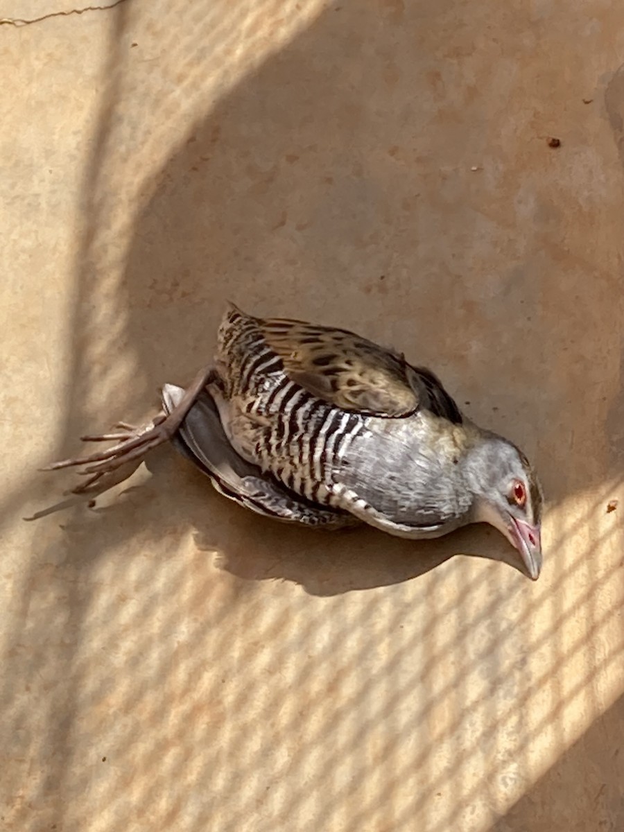 African Crake - ML613678010