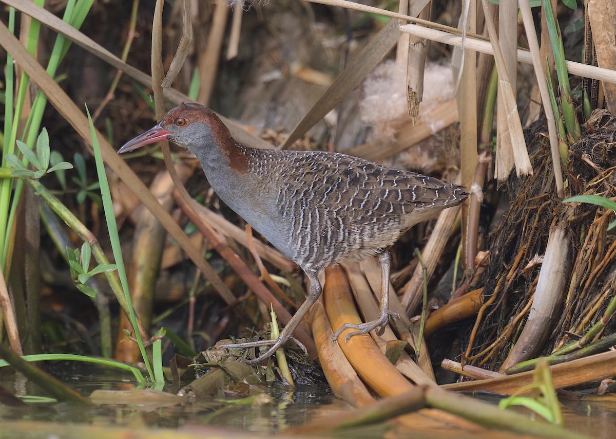 Slaty-breasted Rail - ML613678041