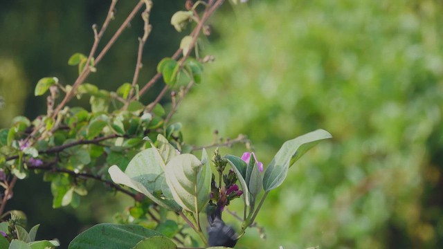 Black Flowerpiercer - ML613678099