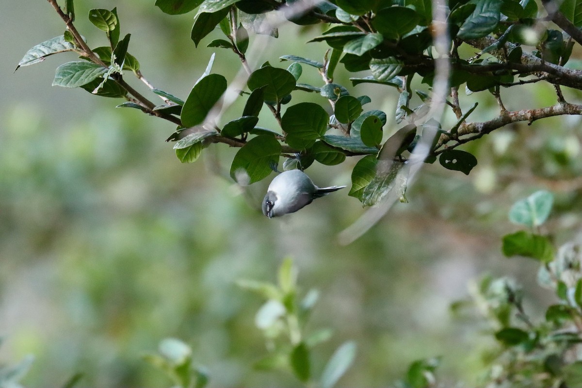 White-winged Warbler - Jack Hagan