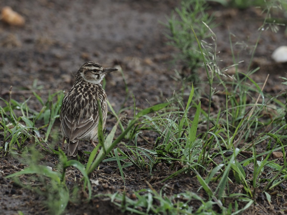 Short-tailed Lark - Eric Heisey