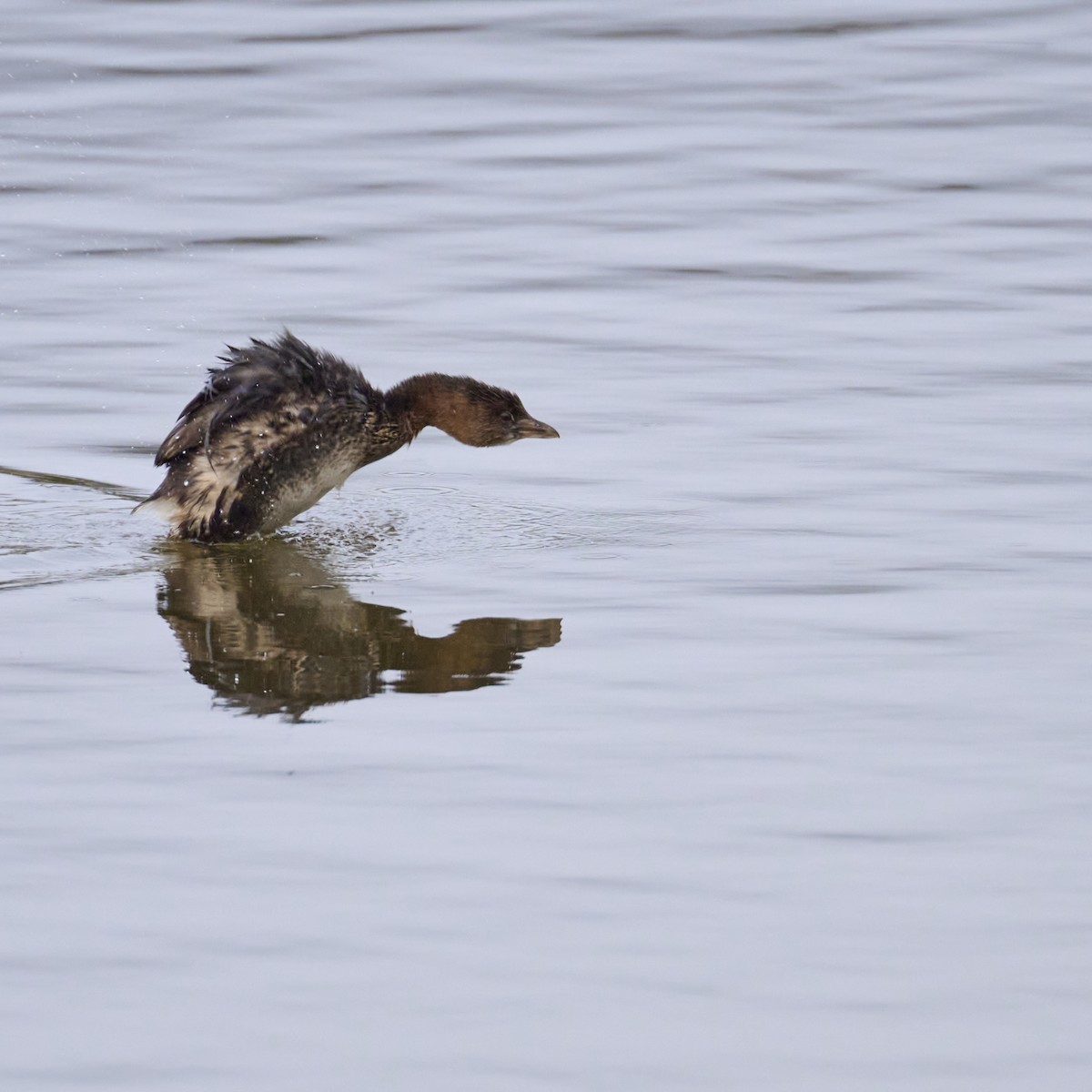 Pied-billed Grebe - Roger Wieck