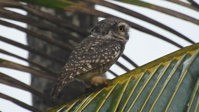 Spotted Owlet - ML613678165